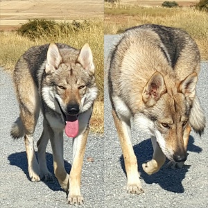 Corona Borealis Wolfdog Land